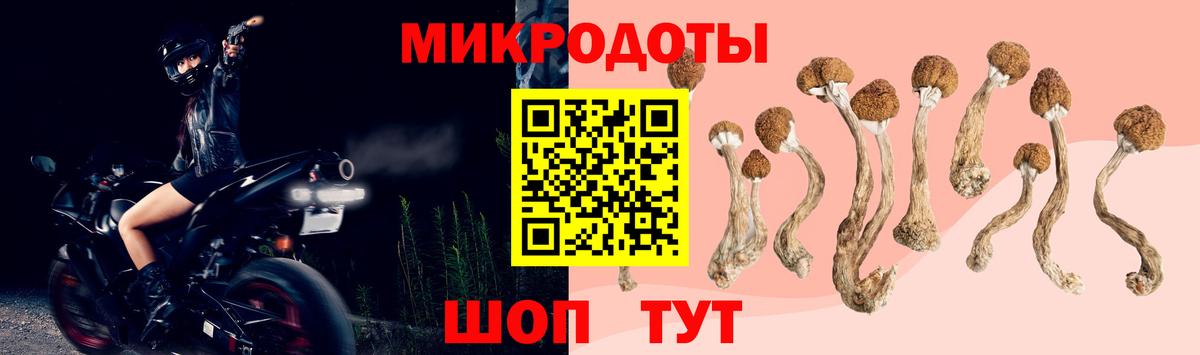 Псилоцибиновые грибы Psilocybine cubensis Сальск